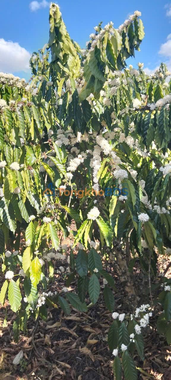 Bán Đất Vườn 3680m² Ia Grai, Gia Lai - Giá 2 Tỷ - Cà Phê Tươi Tốt