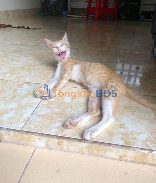 Đất 170m² Hẻm Bà Huyện Thanh Quan, Quận 10 - Sổ Đỏ Thổ Cư, Giá 1.6 Tỷ