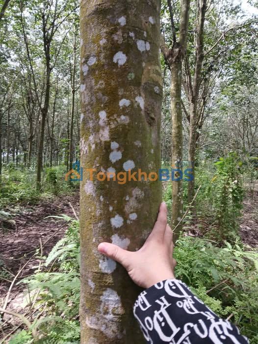 Farm 4.5ha Mặt Tiền Đường Đất Đỏ Tân Hội, Tây Ninh - Giá Đầu Tư 6.3 Tỷ