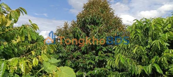 Farm 10800m² Tân Thành, Đồng Xoài - Vườn Sầu Riêng, Cafe Thu Lợi Nhuận Cao