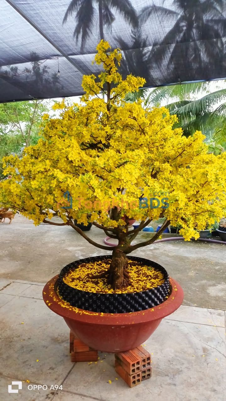 Bán Đất Vườn 9100m² Mặt Tiền Đường Kênh - Xã Cầu Khởi, Dương Minh Châu