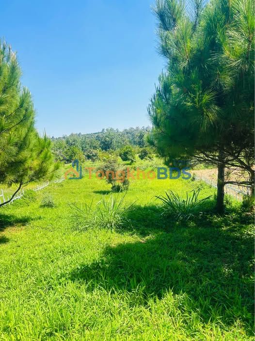 Đất Lộc Thành Bảo Lâm 886m² - Quy hoạch Thổ cư - Giá 1.2 Tỷ