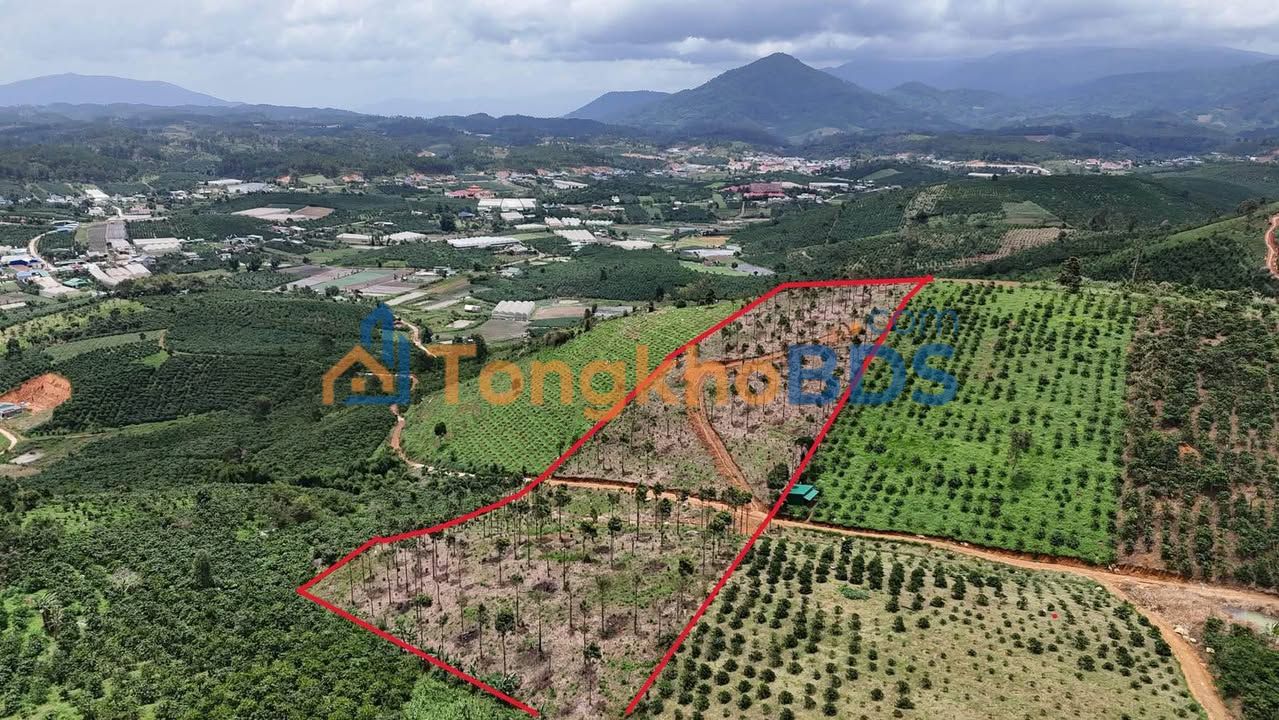 Bán Gấp Vườn Cafe 11.000m² Sổ Hồng Thổ Cư Mặt Tiền Bê Tông Đam Rông