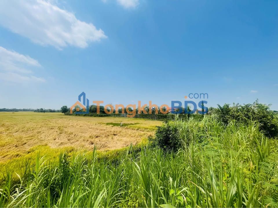 Đất Vàng QL91, Châu Đốc 8020m² - Kinh doanh, Bến bãi