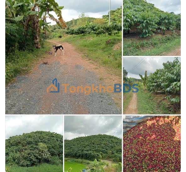 Farm Cafe 5000m² Sổ Hồng Sẵn - Bảo Lộc Giá Tốt 2.5 Tỷ