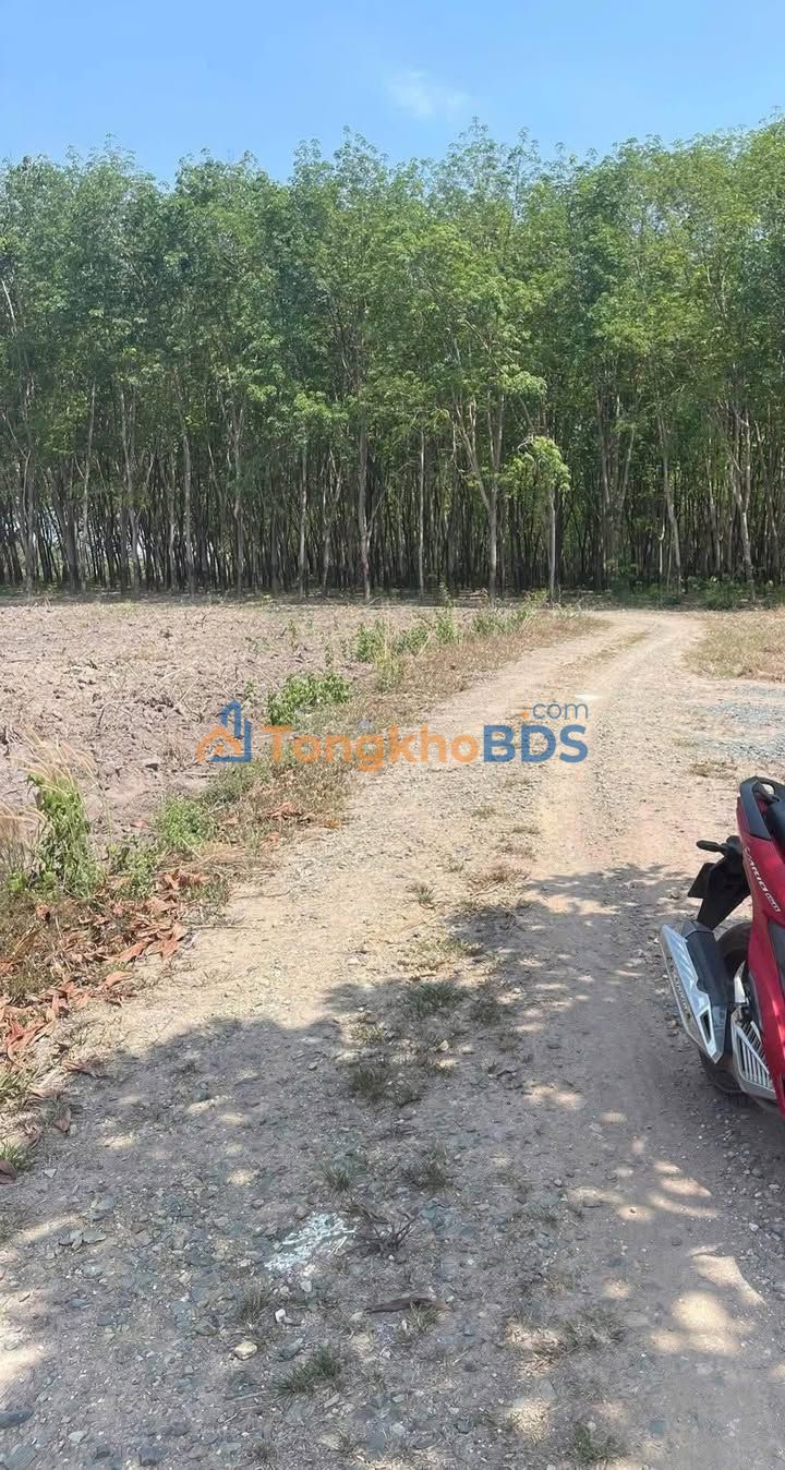 Bán Đất Vườn Bình Phước 10.000m² - Sổ Hồng Sẵn Sàng