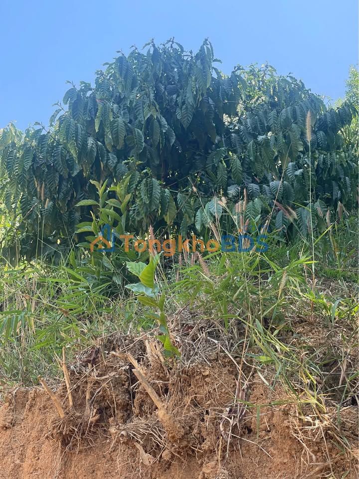 Đất Vườn Đắk R'Lấp 1.2ha - Mặt Tiền Đường 200m - 1.35 Tỷ