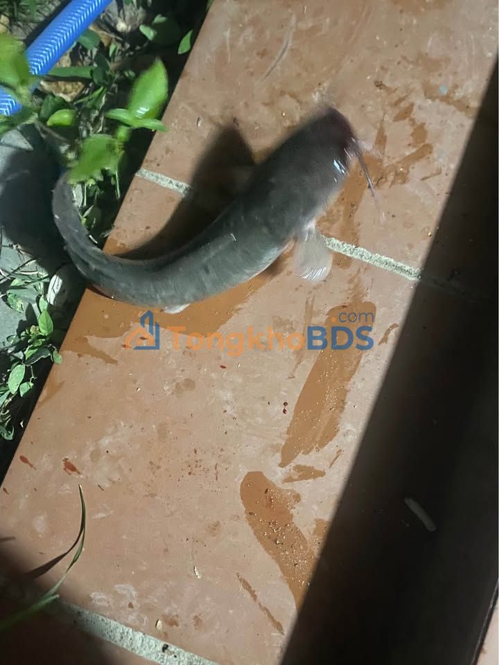 Bán Đất Vườn 1100m² Gần Chợ Phú Hòa, Thủ Dầu Một - Giá 1.3 Tỷ