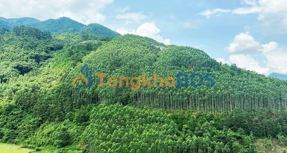 Đất Rừng 9.3ha Giá Tốt Hạ Long - Tiềm Năng Đầu Tư Vượt Trội