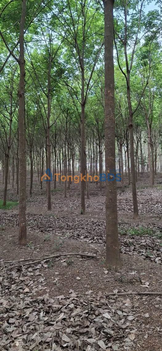 Bán Gấp 3.7ha Đất Cao Su 8 Năm Tuổi, Mặt Tiền Đường 160m - Đồng Phú, Bình Phước