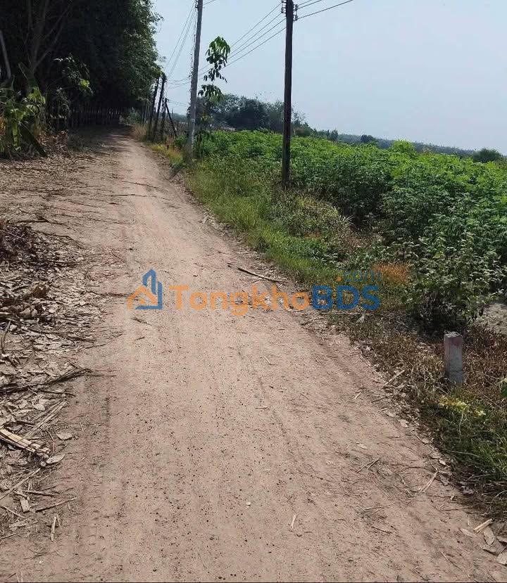 Bán 5000m² Đất Vườn Tân Hội, Tây Ninh - Giá 530 Triệu, Sẵn Lập Vườn