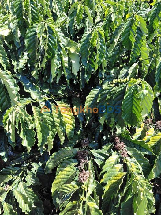 Bán Đất Vườn Lâm Hà 1000m² Giá 1 Tỷ - Gần Chợ Tân Hà, Sẵn 200m² Thổ Cư