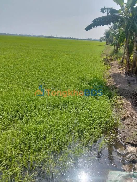 Bán Đất Ruộng Vĩnh Châu, Châu Đốc 5500m² - Giá Đầu Tư 1xx Triệu