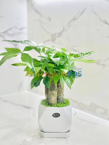 Bán Căn hộ 2PN Vinhomes Ocean Park 55m² - View Triệu Đô, Sẵn Sàng Ở Ngay!