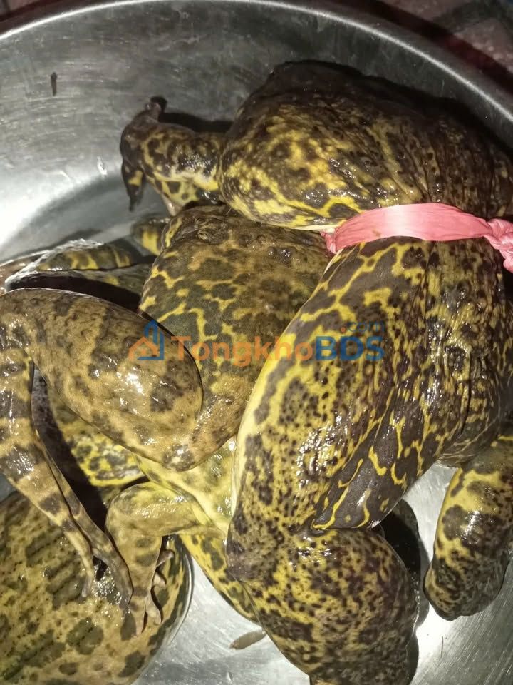 Nhà 120m² Sổ Hồng Riêng Đường Nguyễn Cửu Phú, Bình Chánh - 4PN Giá 2 Tỷ