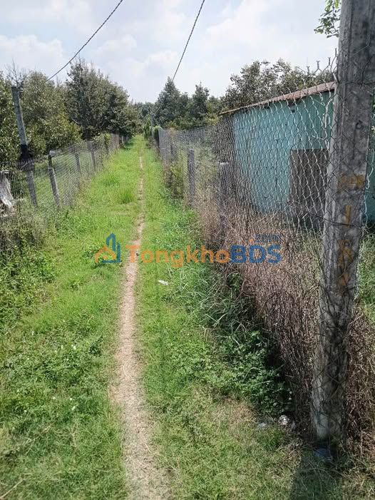 Đất Vườn Sầu Ri6 Long An 3400m² - 4 Năm Tuổi, Sẵn Sàng Thu Hoạch