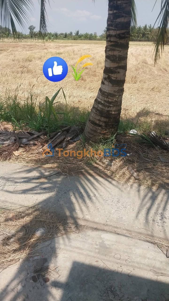 Đất Vườn Đồng Tháp 7600m² Sổ Hồng Sẵn - Giá Đầu Tư 2.x Tỷ