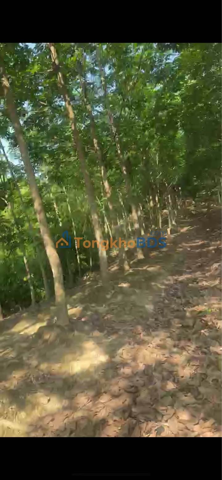 Bán Đất Vườn 12000m² Tại Thuận An, Bình Dương - Vườn Cao Su & Điều Giá 1 Tỷ