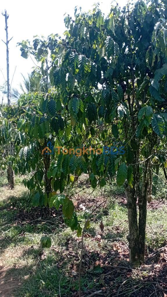 Bán Gấp Đất Vườn Đăk Nông 25.000m² Giá Đầu Tư 3.2 Tỷ