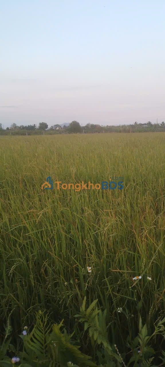 Đất Nền Hàm Liêm 1000m² - Sổ Hồng Sẵn Sàng - Giá Đầu Tư 390 Triệu