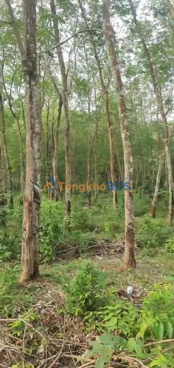 Bán Gấp Đất Vườn Cao Su 2.3ha Tại Đất Đỏ, BRVT - Giá Đầu Tư 3 Tỷ