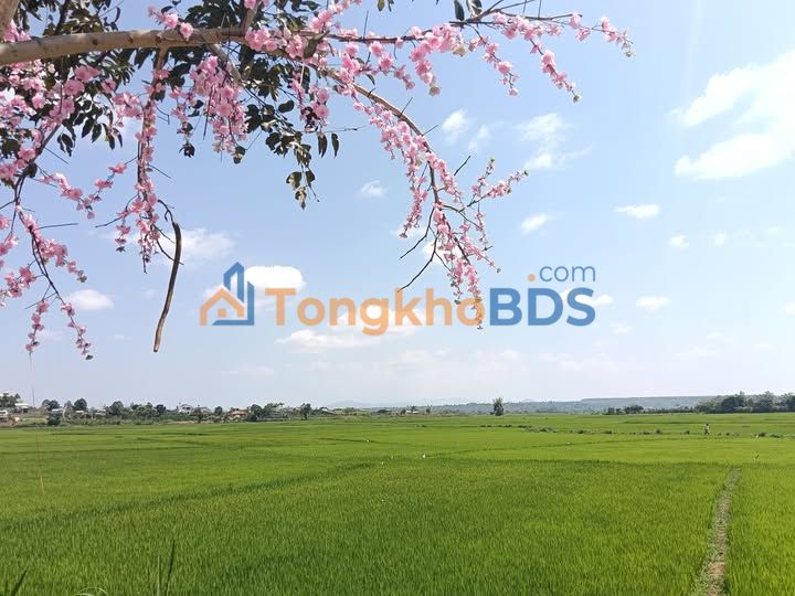 Đất Nền 1 Hecta Mặt Tiền Nguyễn Bỉnh, Chư Sê - Đầu Tư Sinh Lời