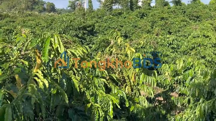 Bán Gấp Farm 3ha Đắk Nông - Mặt Tiền Đường 100m Ô Tô Tận Nơi