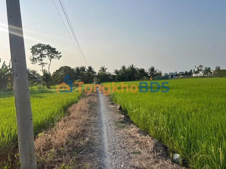 Đất Lúa 3500m² Giá Tốt Tại Chợ Gạo, Tiền Giang - Sẵn Sàng Đầu Tư