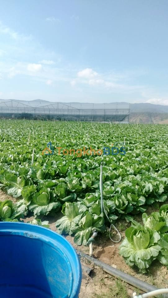 Bán 8000m² đất nông nghiệp Đan Kia, Đà Lạt - Sổ NN, giá tốt