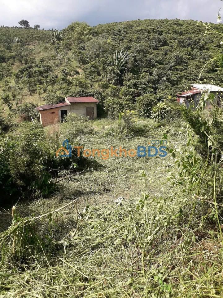 Đất Nền Bảo Lâm 1700m² - 8xx Triệu, Mặt Tiền 45m Ô Tô