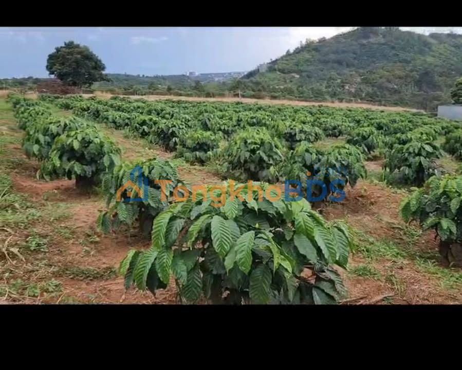 Bán Đất Vườn 17000m² Đắk Nông - Sổ Đỏ Riêng, Giá Đầu Tư 3.4 Tỷ