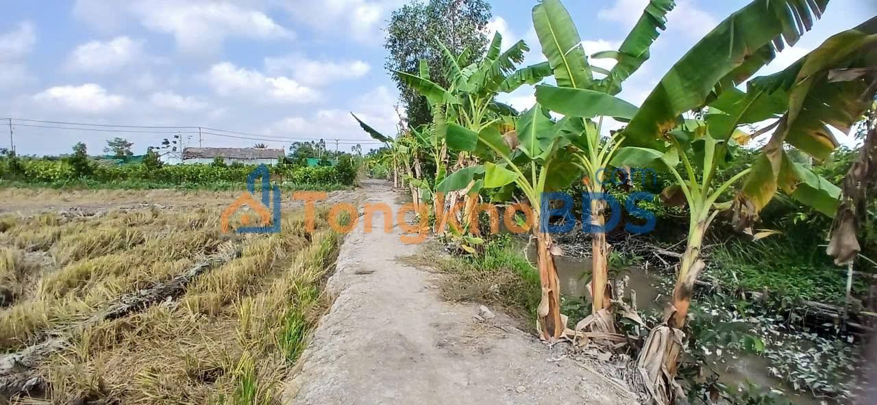 Đất Vĩnh Long 1000m² - Mặt Tiền Rộng 70m, Gần Chợ Cái Ngang, Chỉ 500 Triệu