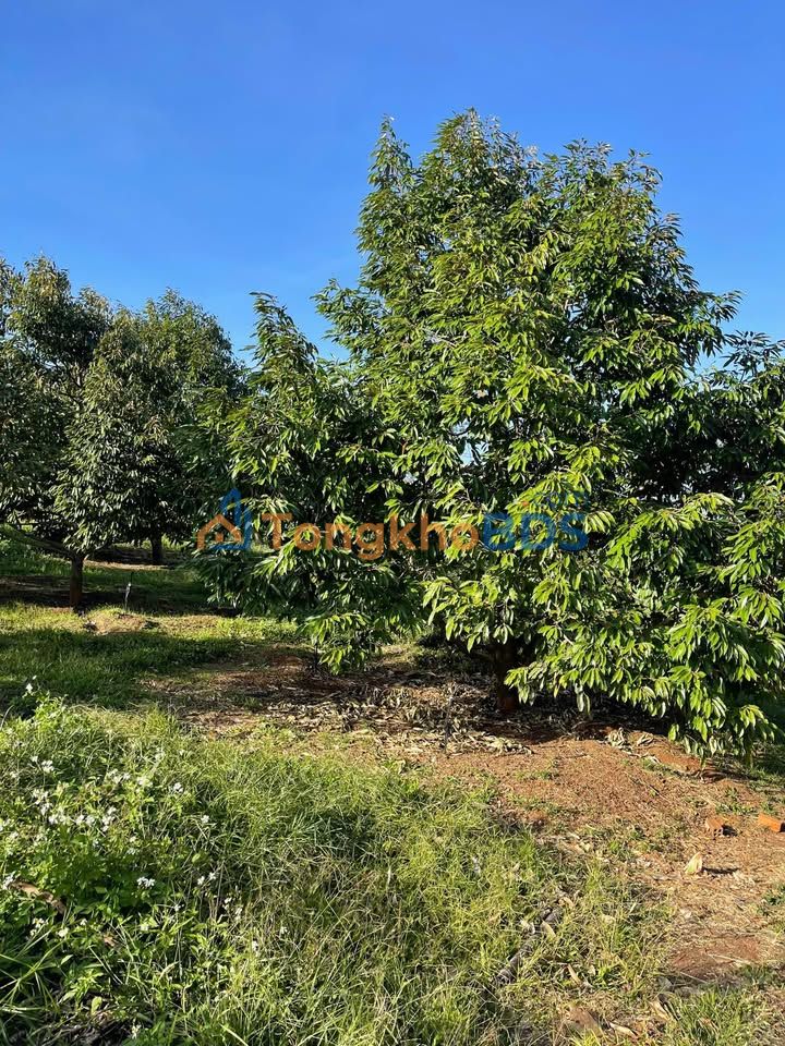 Bán Gấp Rẫy Sầu Riêng 2.1ha Xã Quảng Phú, Cư M'gar - Vườn Trái Ngọt 7-8 Năm Tuổi