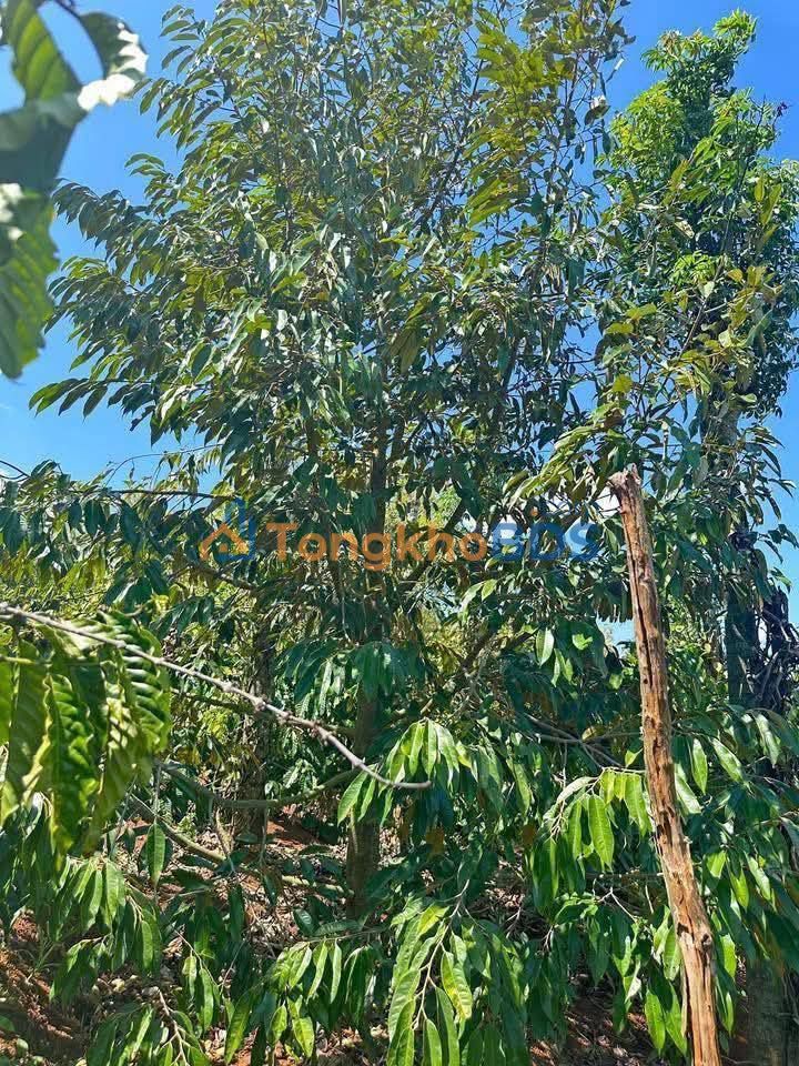 Farm Sầu Riêng 9.8 Sào Đăk Lăk - Giá 2.35 Tỷ - Sẵn Sàng Khai Thác