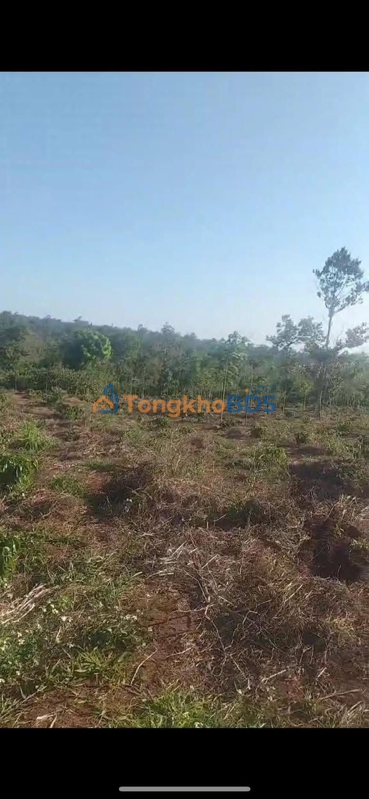 Đất Vườn Đắk Nông 1260m² - Sẵn Suối, Giá Đầu Tư 850 Triệu