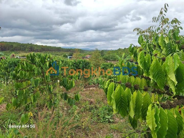 Bán Đất Vườn Nghỉ Dưỡng Di Linh, Lâm Đồng - 7600m² Sổ Hồng Riêng