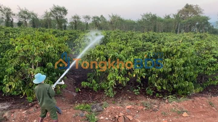 Bán Gấp 1.2ha Cà Phê Kinh Doanh Tại Chư Sê, Gia Lai - Giá 3.5 Tỷ