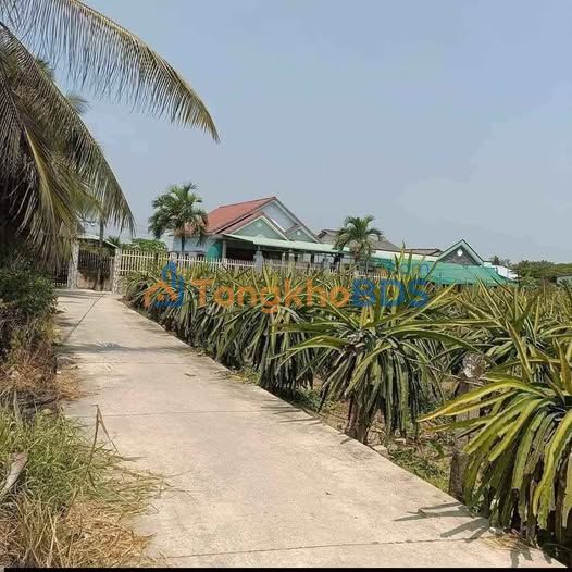 Bán Gấp 2 Công Đất Lúa Phường Tân Khánh, Tân An, Long An - Giá Đầu Tư 1.7 Tỷ/Công