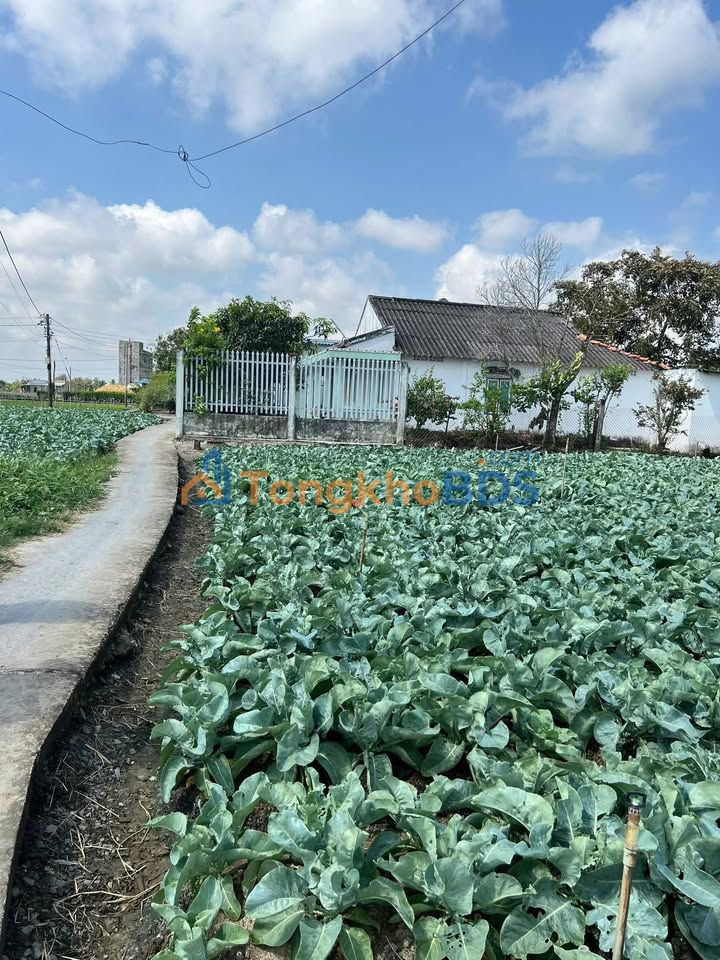 Đất Nền Gò Công Đông 137m² Giá 190 Triệu - Sổ Thổ Cư Sẵn