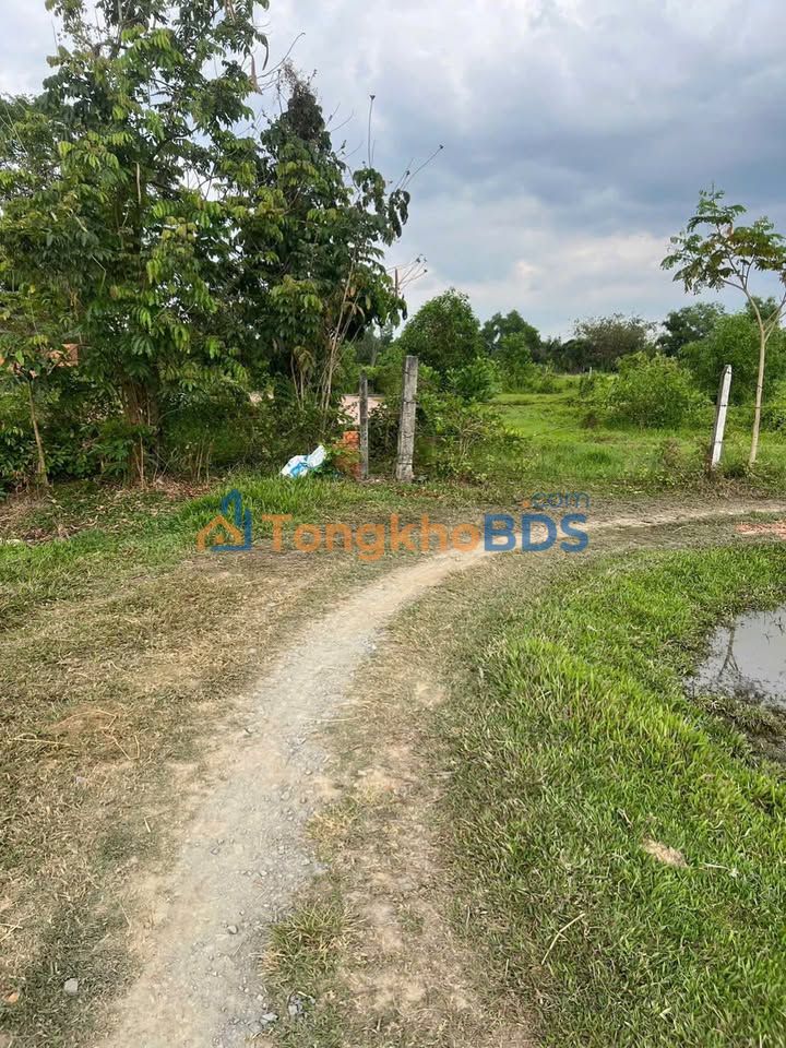 Bán Đất Vườn An Ninh Đông, Đức Hòa - 974m² Sổ Hồng, Giá Tốt