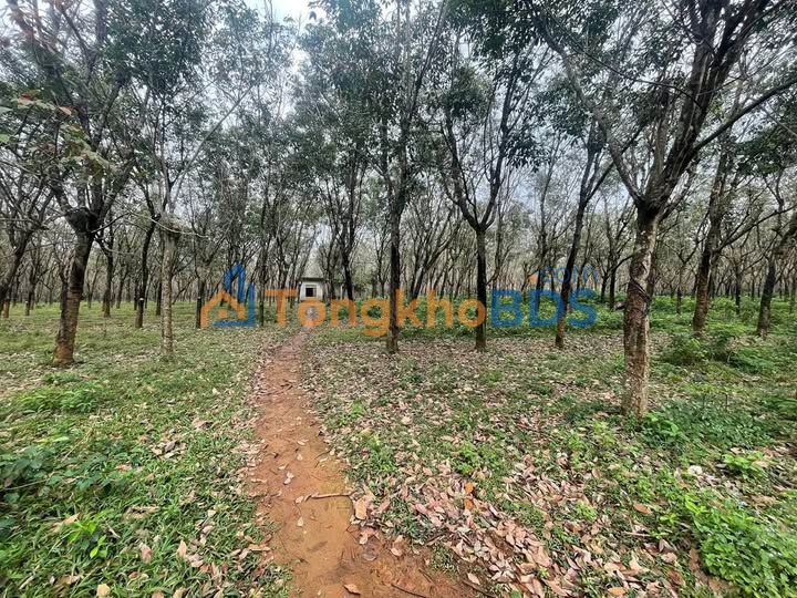 Đất Vườn Nghỉ Dưỡng Gio An 42.000m² - Tiềm Năng Du Lịch Sinh Thái