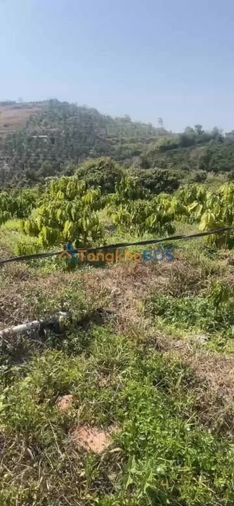 Bán Gấp Farm 2.2ha Lâm Đồng - Vườn Cafe, Vải Thiều, Sổ Đỏ Chính Chủ