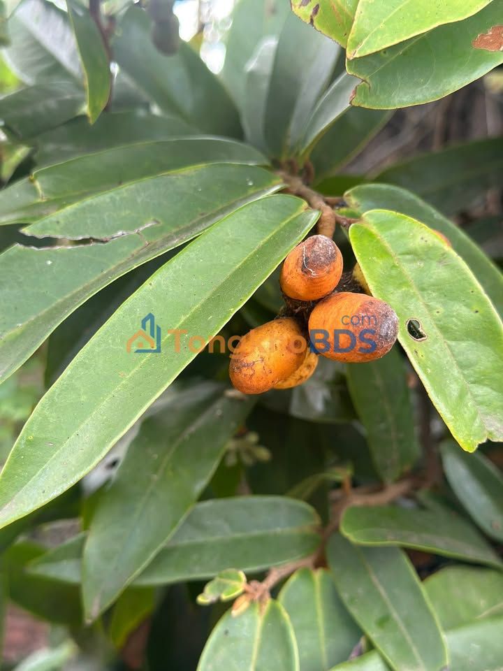 Đất nền 100m² Đô thị Bắc sông Tân An - Giá 1.9 tỷ, Hướng Tây Nam