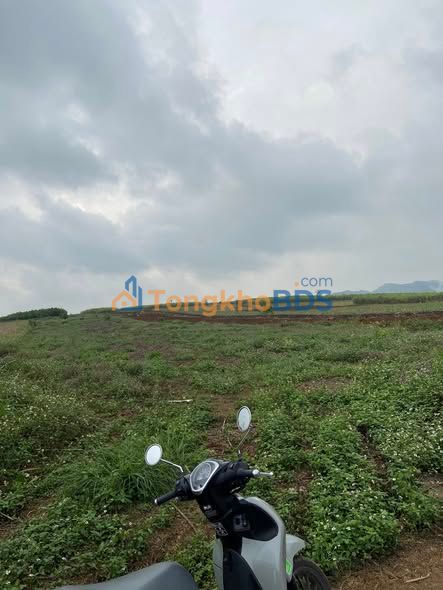 Bán Gấp Đất Trồng Cây Lâu Năm 46800m² Huyện Nghĩa Đàn - Giá Thỏa Thuận