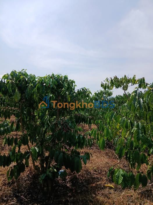 Bán Vườn Cà Phê 10.000m² Đường Ô Tô, Lộc Thành, Bảo Lâm - 3.8 Tỷ