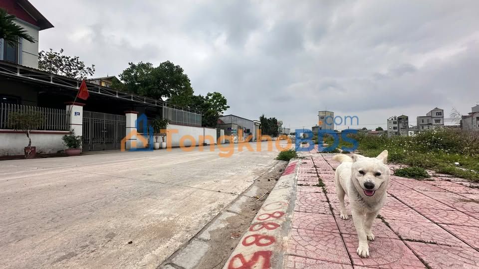 Đất đấu giá Hội Thịnh 100m² - Sổ đỏ sẵn sàng, ngay trục chính Lý Thái Tổ