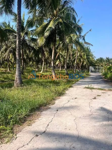 Bán Đất Nền Châu Hưng Bình Đại 500m² - Sổ Đỏ Sẵn Sàng