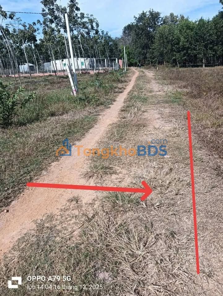 Bán Gấp Đất CLN 2000m² Tân Biên, Tây Ninh - Giá Tốt 1.x Tỷ