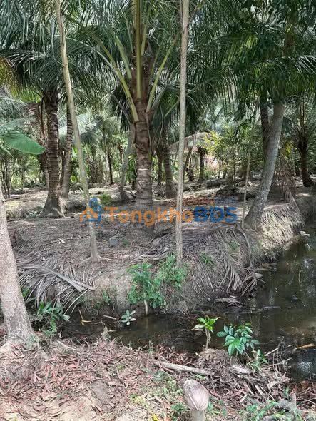 Đất Vàng Quới Đông, Bình Đại - 514m² Mặt Tiền Đường Đan, Giá 400 Triệu