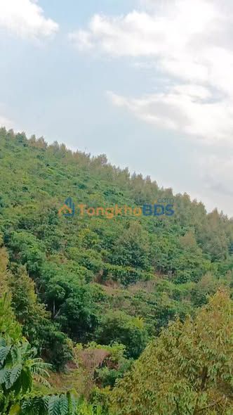 Đất Vàng Bình Thạnh 28080m² - Lô Đẹp Giá Tốt, Sẵn Sàng Đầu Tư